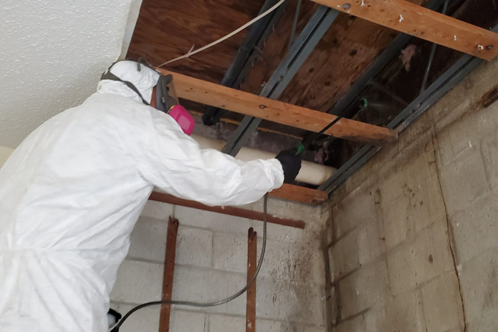 mold removal and remediation