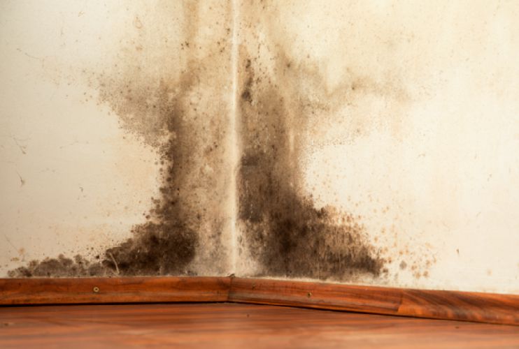 Mold Removal Poinciana